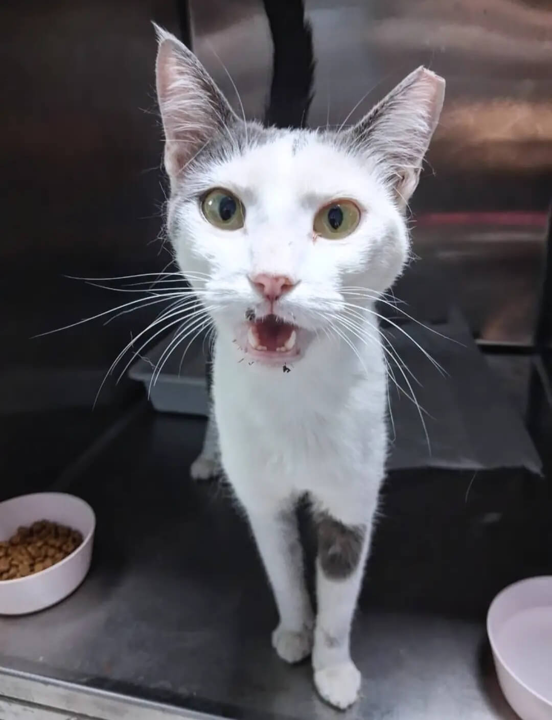 Katze-adoptieren-Athener-Cats-Samira