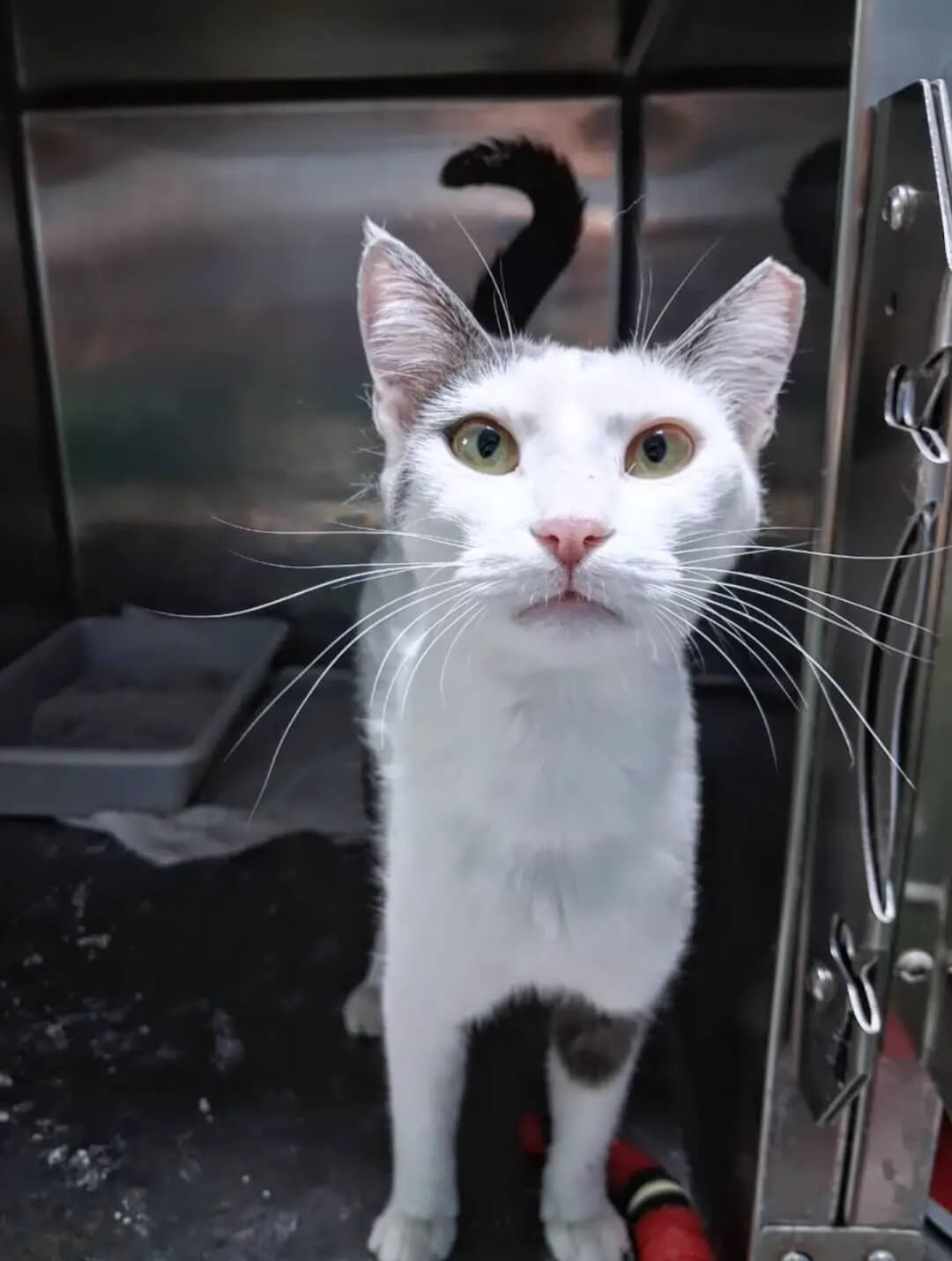 Katze-adoptieren-Athener-Cats-Samira