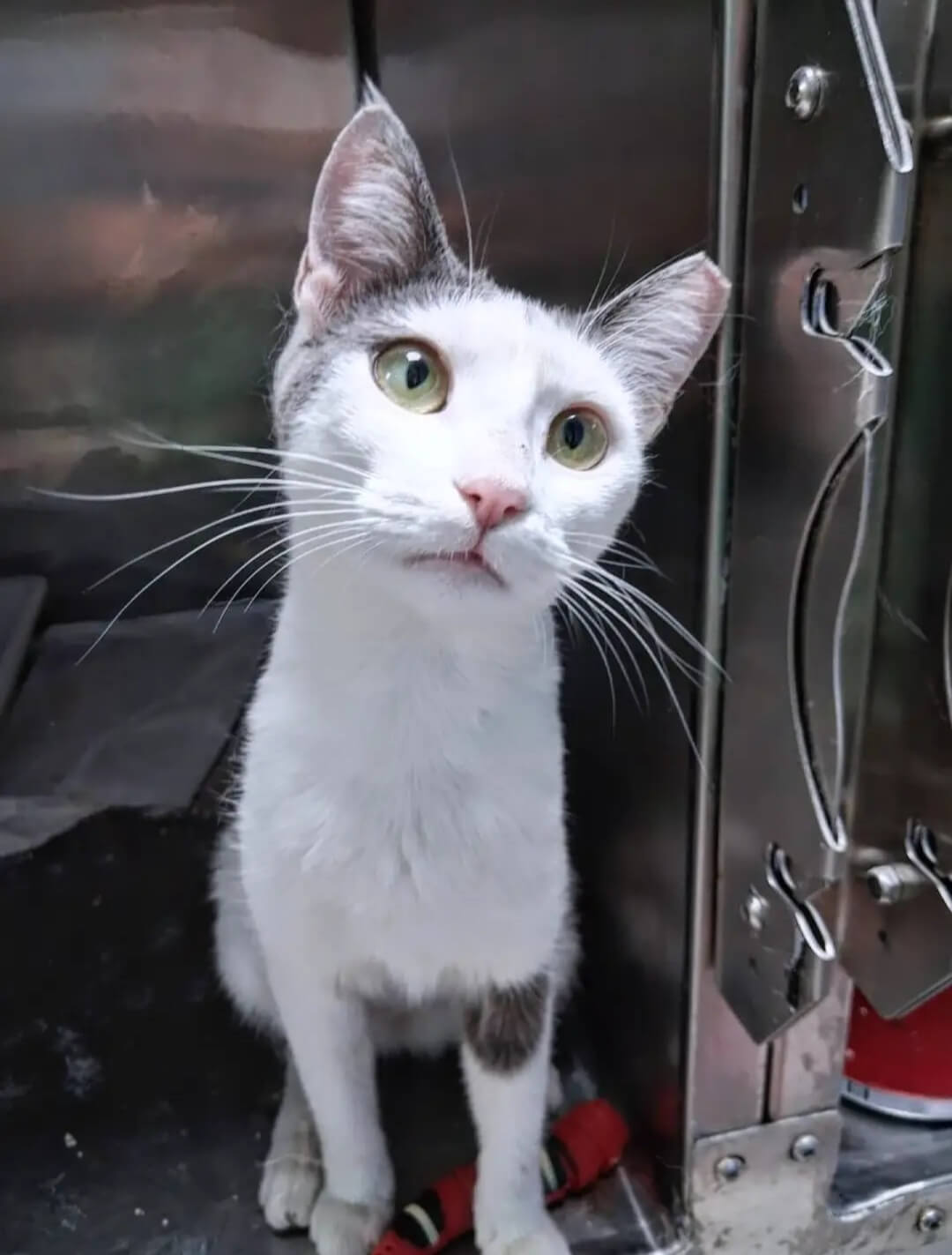 Katze-adoptieren-Athener-Cats-Samira