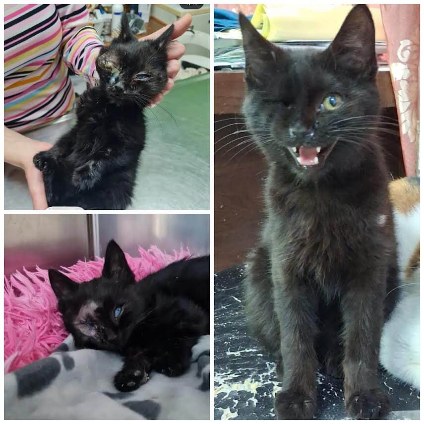 Adoptiere eine Katze aus Athen, Shadow, (K)ein gefährliches Piratenkaterle