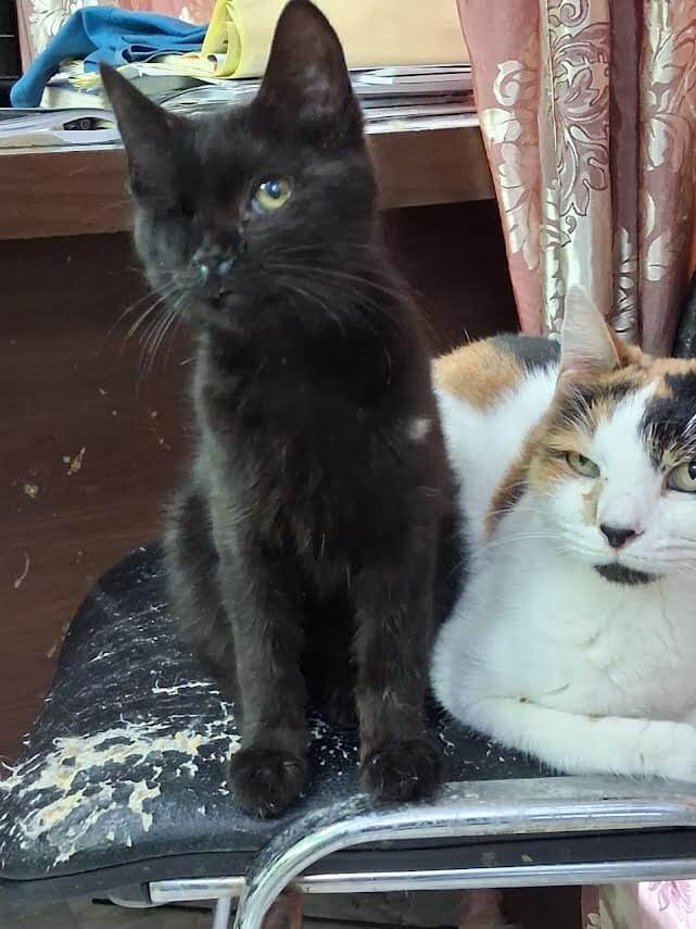 Adoptiere eine Katze aus Athen, Shadow, (K)ein gefährliches Piratenkaterle
