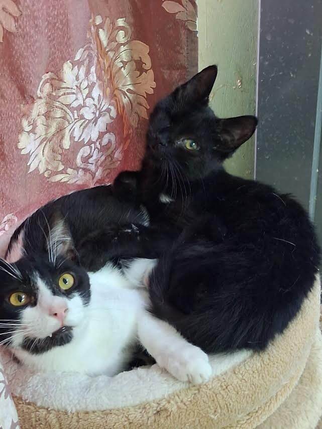 Adoptiere eine Katze aus Athen, Shadow and Mikes