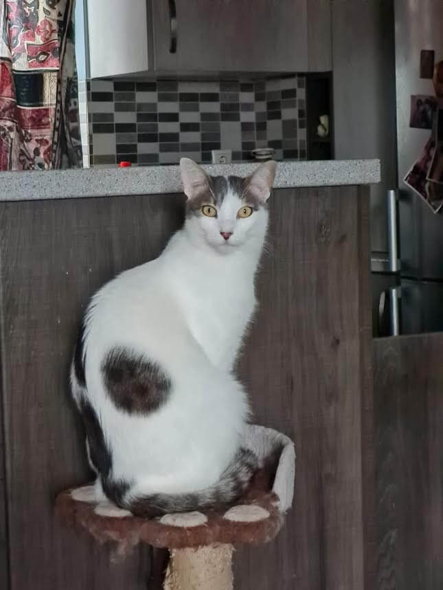 katze-adoptieren-snoopy-athener-cats
