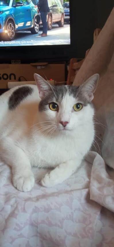 katze-adoptieren-snoopy-athener-cats