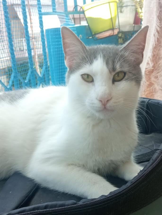 Katze adoptieren, Snoopy weisse Katze mit grauen Flecken
