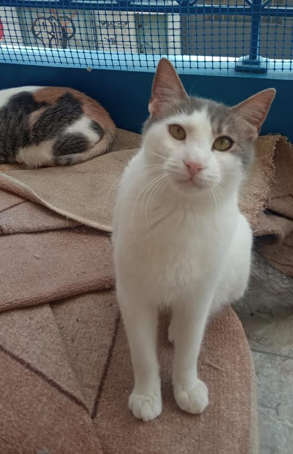 Katze adoptieren, Snoopy weisse Katze mit grauen Flecken