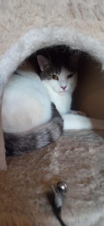 katze-adoptieren-snoopy-athener-cats