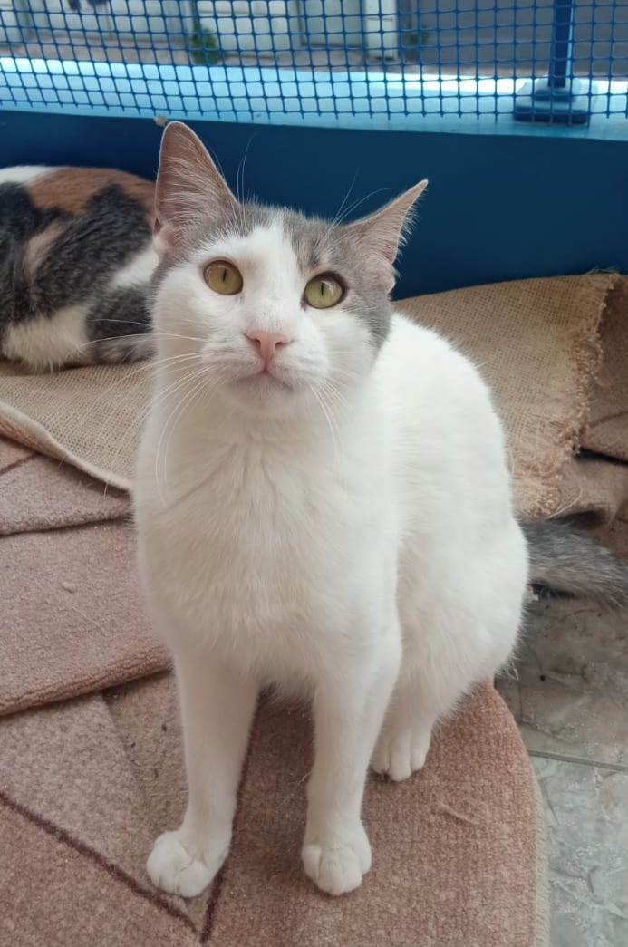 Katze adoptieren, Snoopy weisse Katze mit grauen Flecken