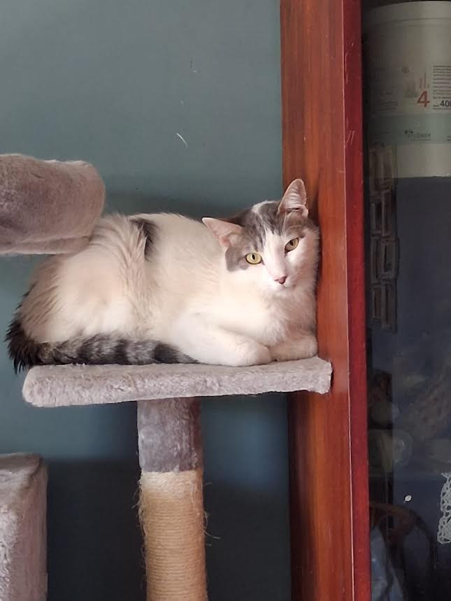 katze-adoptieren-snoopy-athener-cats