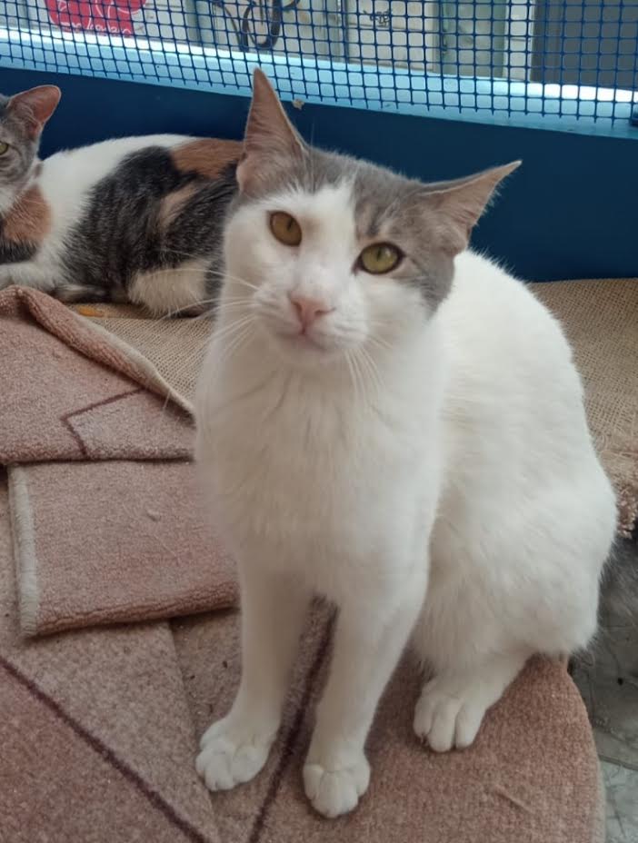 Katze adoptieren, Snoopy weisse Katze mit grauen Flecken