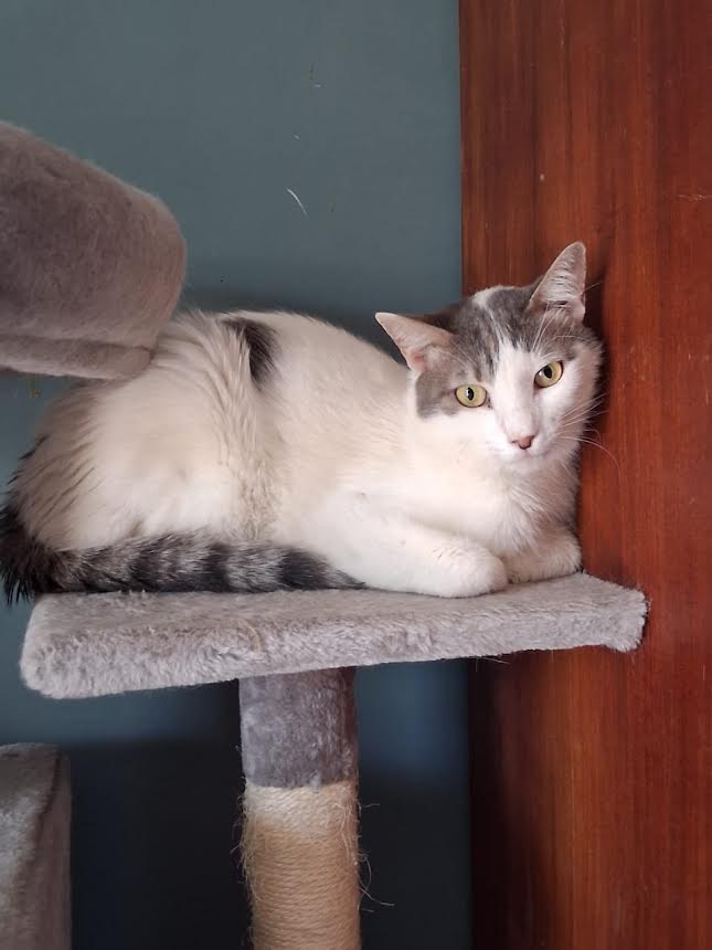 katze-adoptieren-snoopy-athener-cats