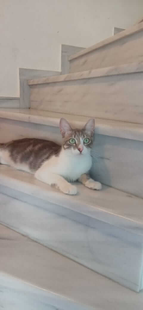 Katzen suchen Zuhause