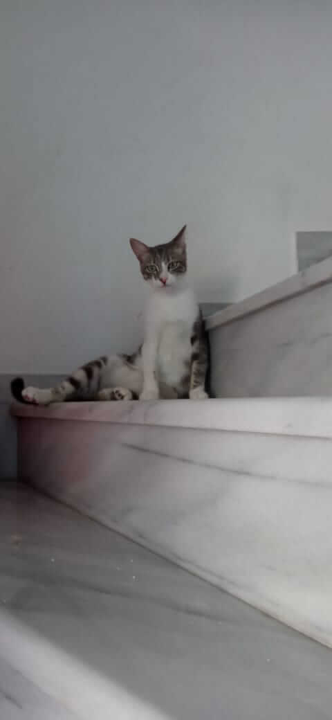Katzen suchen Zuhause
