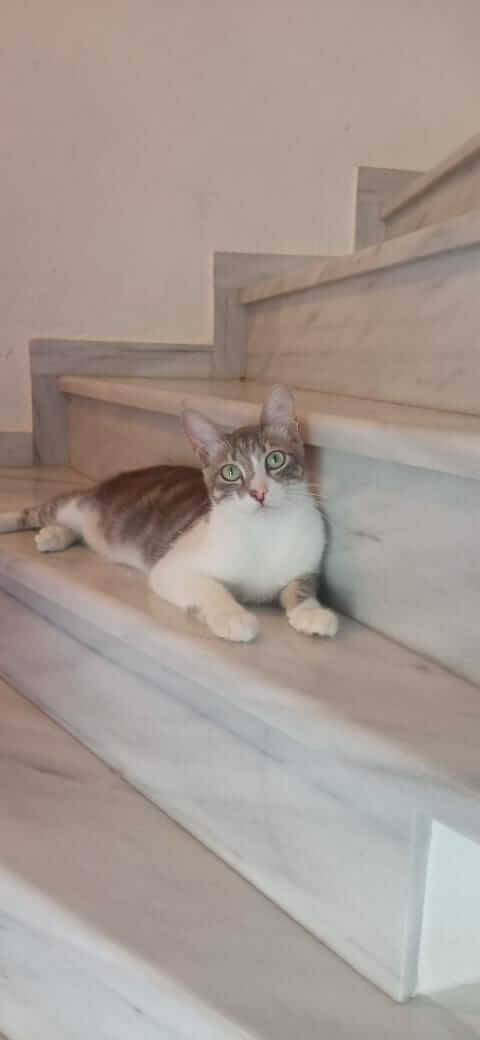 Katzen suchen Zuhause
