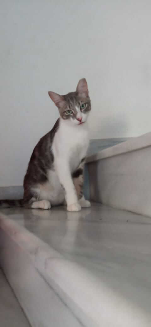 Katzen suchen Zuhause