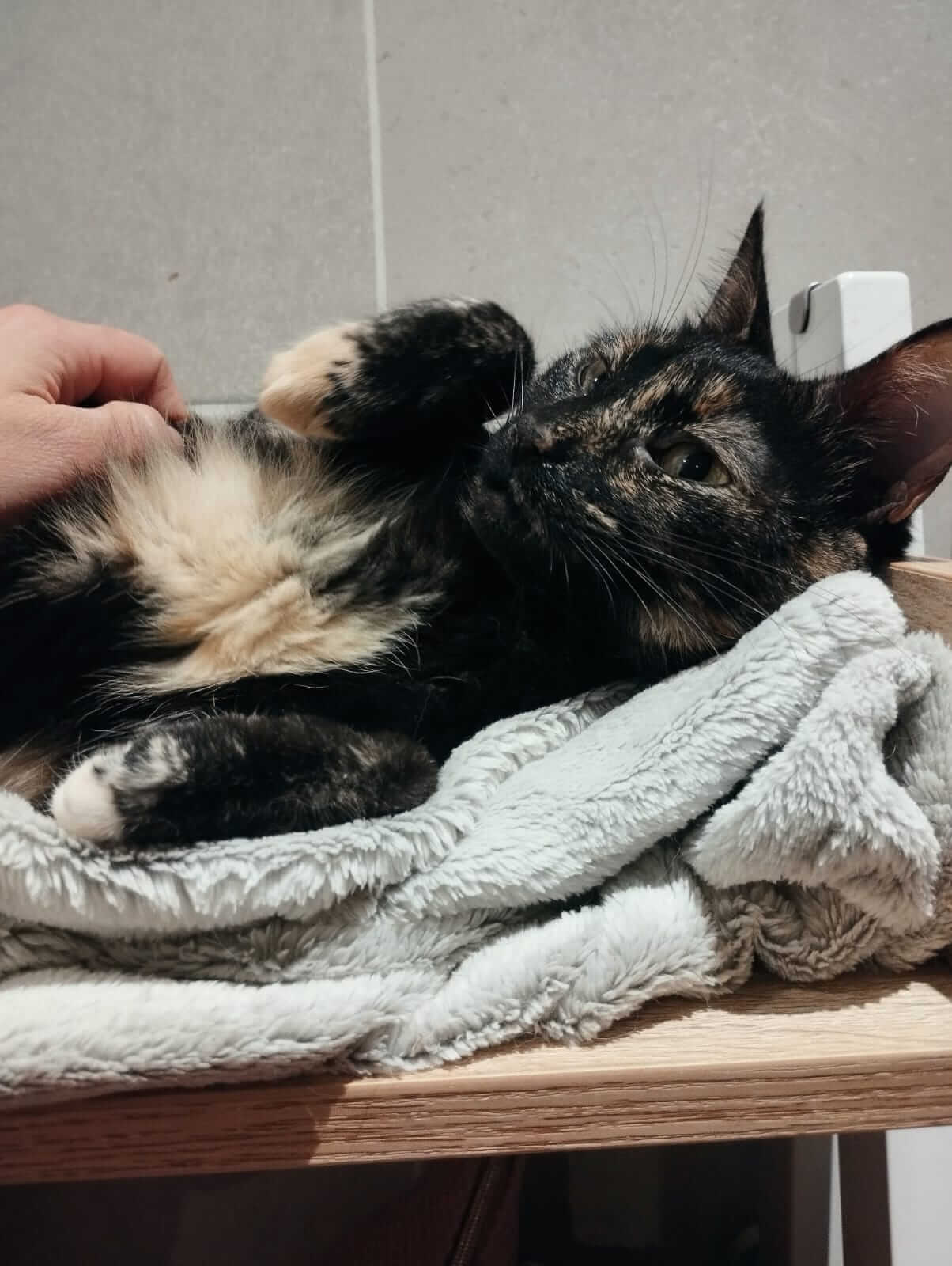 Kater adoptieren tequila