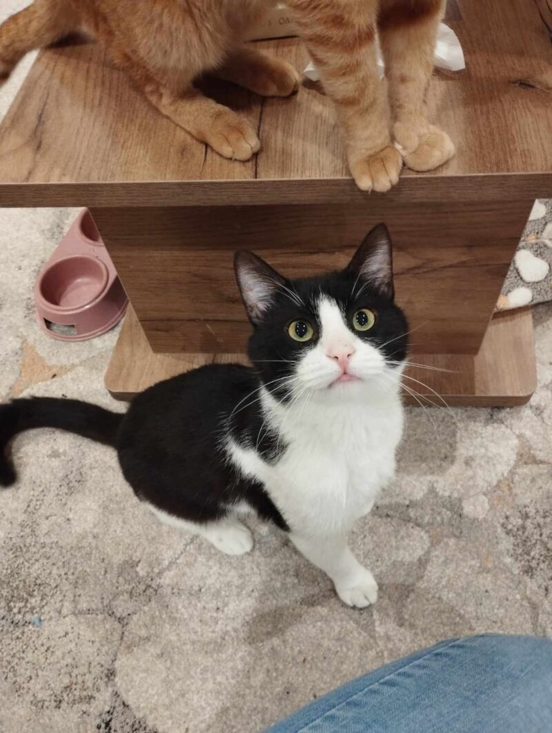 Katze adoptieren aus Griechenland