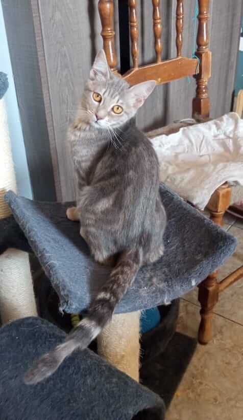 Graue Tigerkatze sucht neues Zuhause