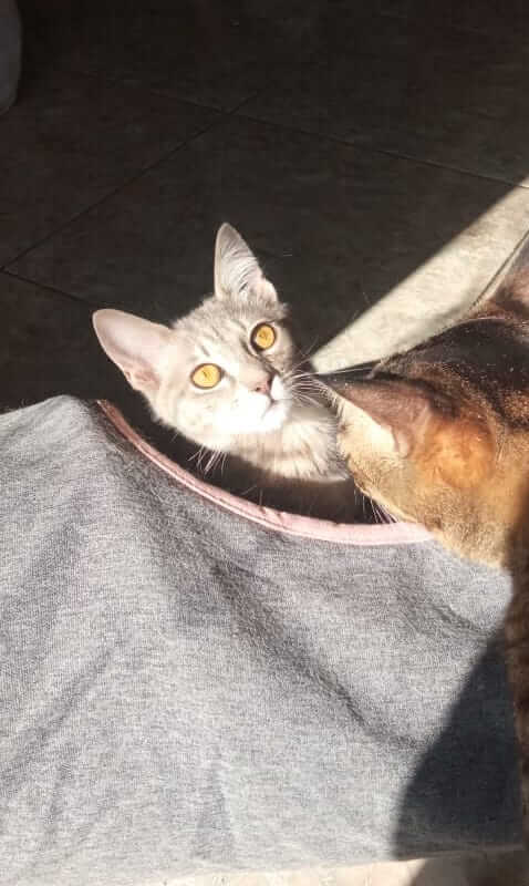 Graue Tigerkatze sucht neues Zuhause