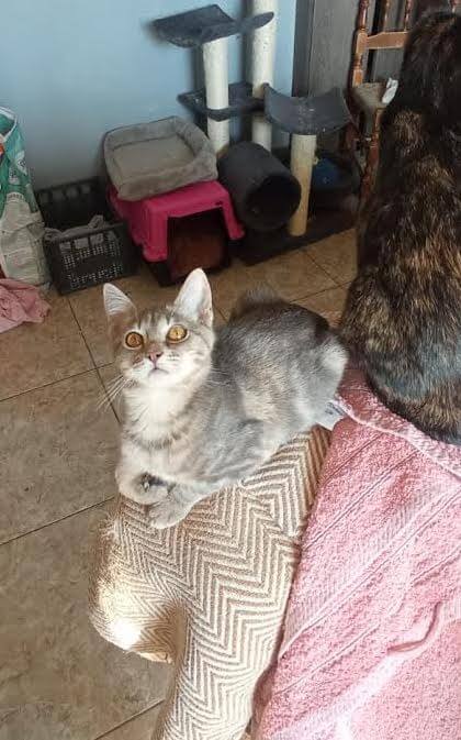 Graue Tigerkatze sucht neues Zuhause