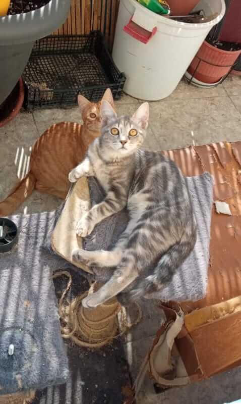 Graue Tigerkatze sucht neues Zuhause