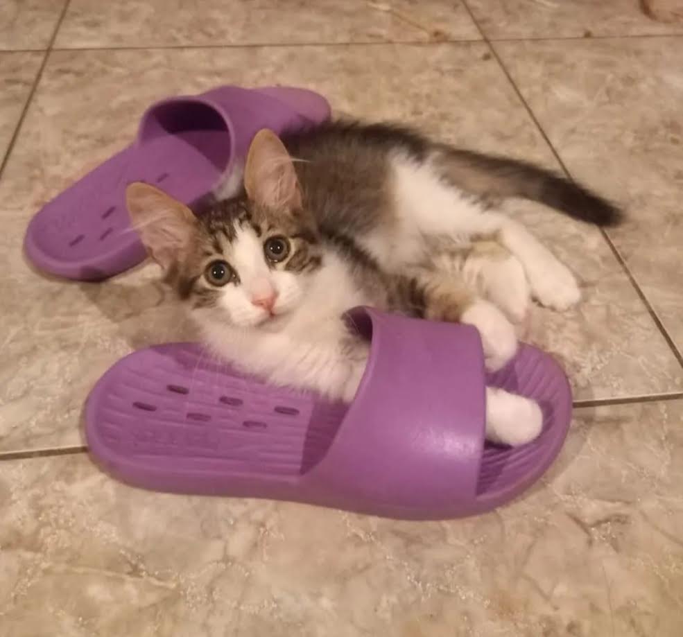 Katze adoptieren Kitten bei Athener Cats