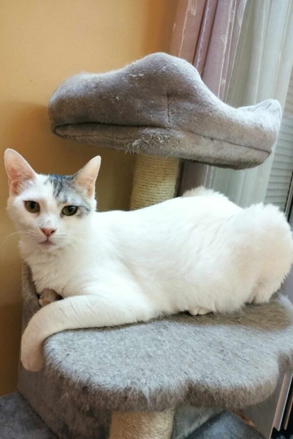 Katze adoptieren weisse Katze Duchess