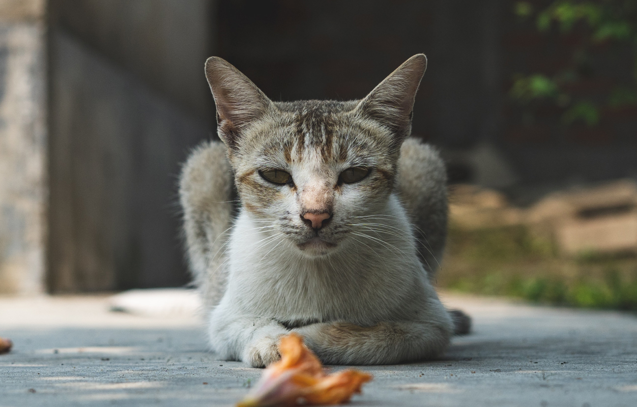 spenden-athener-cats-01 Strassenkatzen helfen und spenden